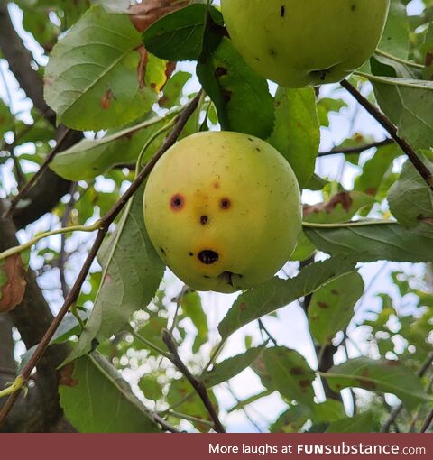 This apple was very surprised to see me