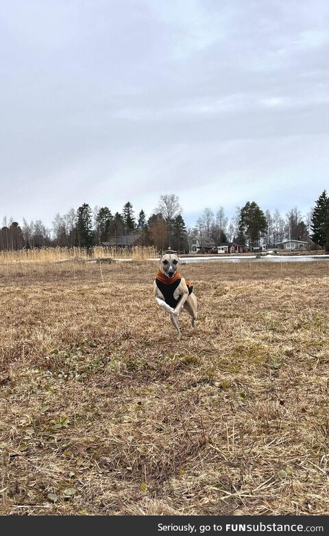 Having fun in a finnish field