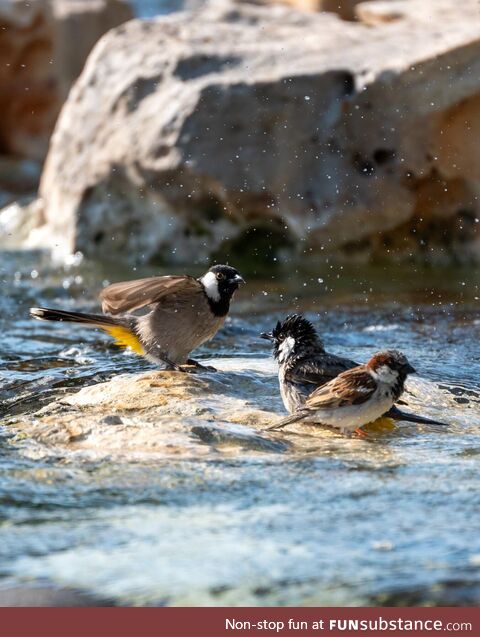 First attempt on birds photography, the shot taken using Nikon Z30 and Tamron 70-300mm