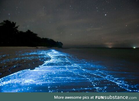 Bioluminescent Phytoplankton in Vaadhoo Island