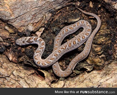 Rhombic Egg-Eater (Dasypeltis scabra) from the Western Cape, harmless [OC]