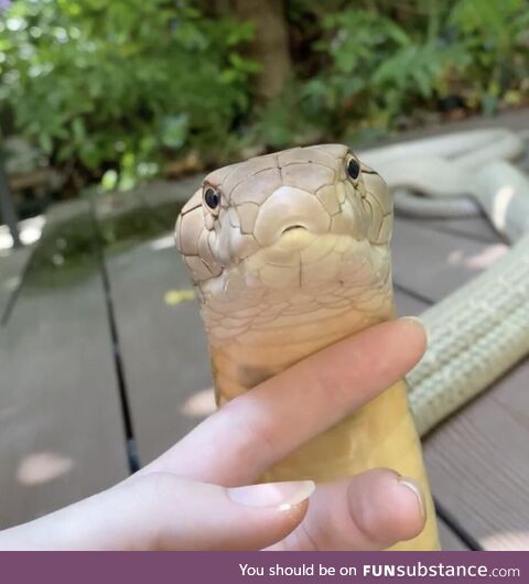 Heckin danger noodle gets chin scratchies