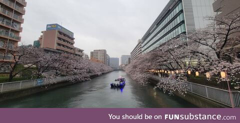 Cherry blossom season has started in Japan