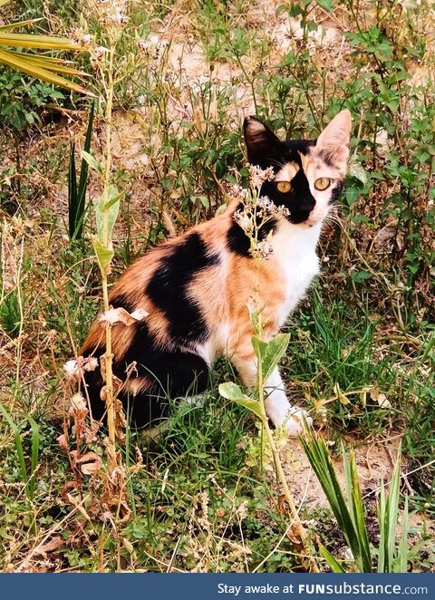 Cool looking stray cat I saw on my way home