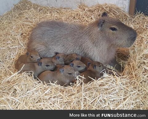 Capybara & capybarababies