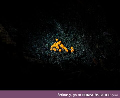 This is the fruiting body of a slime mold, called Salmon eggs, that is found on decaying