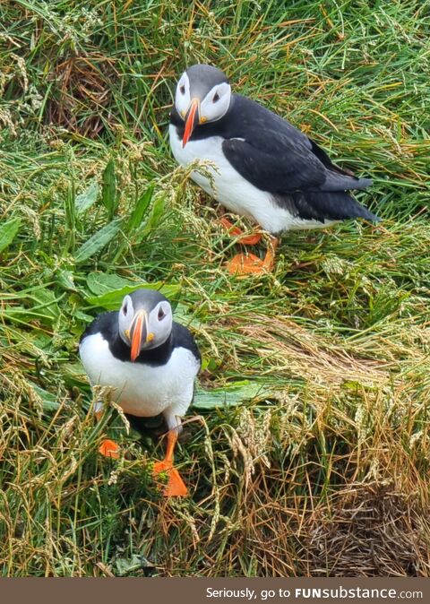 Two cute Puffins [OC]