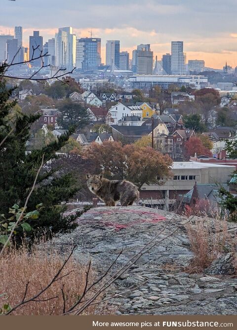 Coyote overlooking Boston skyline at Waitt's Mountain