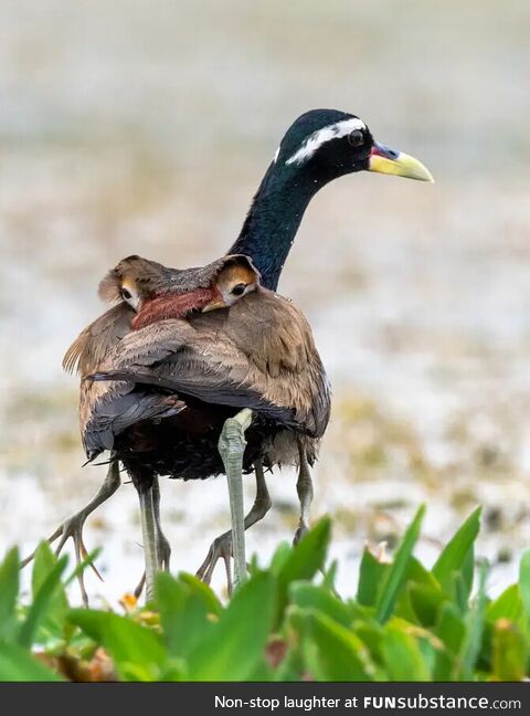 Bronze winged Jacana Dad, with his kids