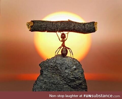 Photographer Andrey Pavlov takes the most mind-blowing photographs of ants that you will