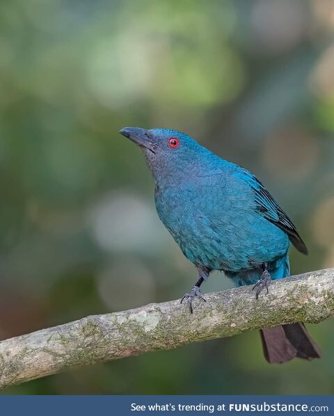 Asian fairy Blue Bird