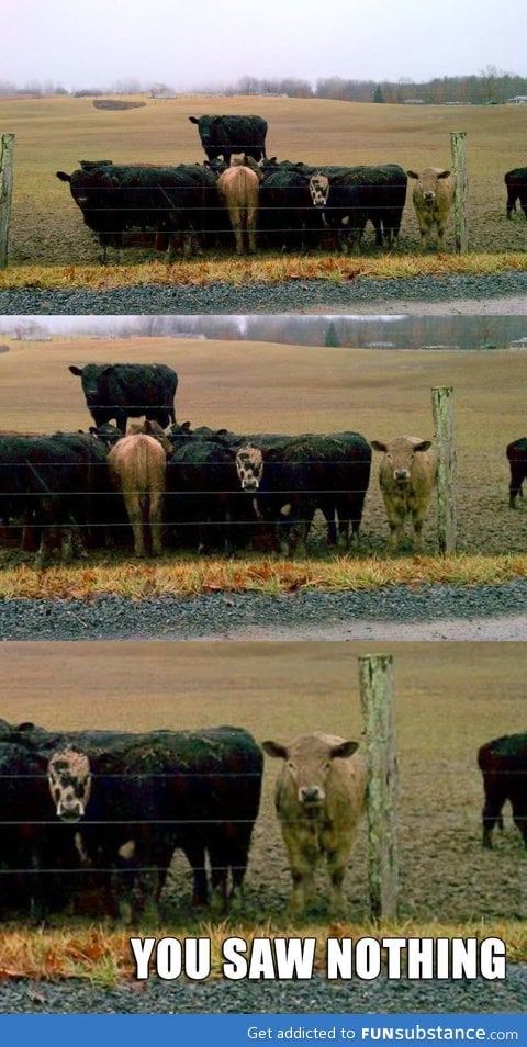 Secret cow meeting