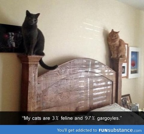 Gargoyle cats