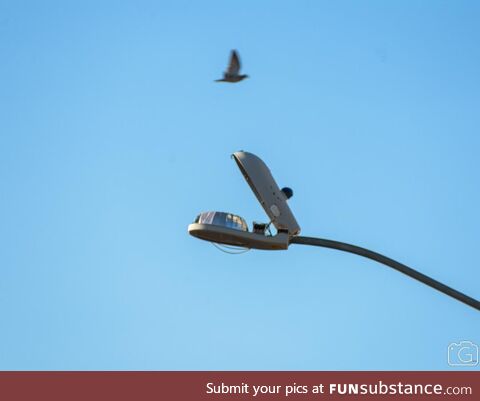 Pigeon barely escapes hungry street lamp [OC]