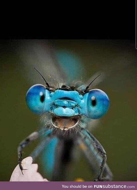 Close-up of a dragonfly. Not sure if cute or terrifying