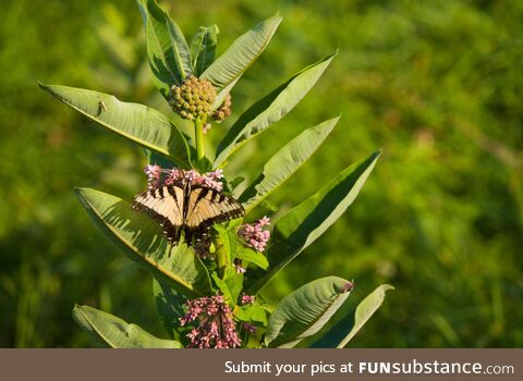 Swallowtail butterfly (oc)