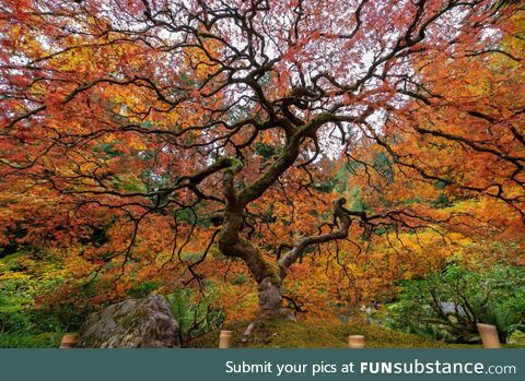 This trippy tree in fall