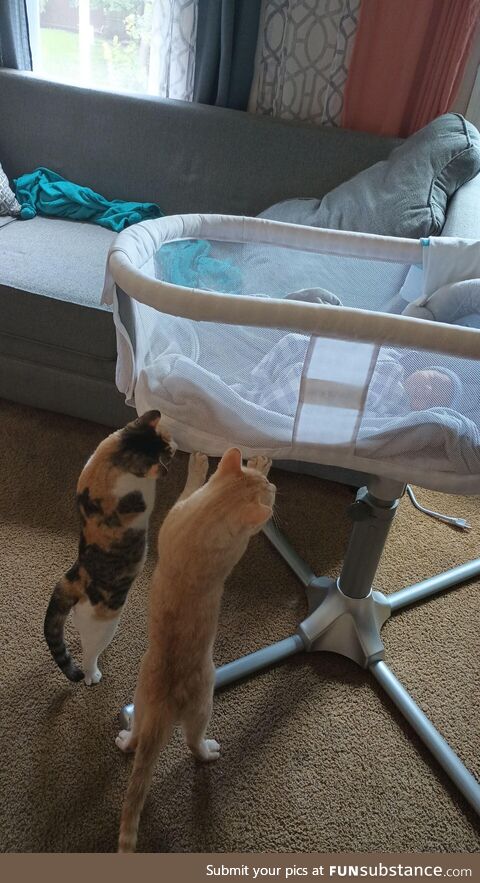 Brought newborn home. Cats checking her out