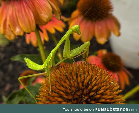 [OC] A picture of a Praying Mantis when I was watering