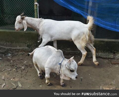 Rani, a 26 inch Tall Cow from Bangladesh becomes the Smallest Cow in the World