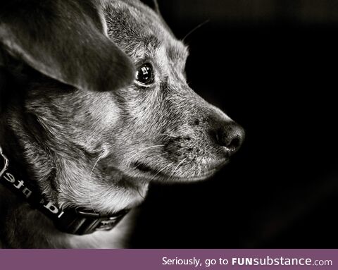 A monochrome portrait of our chiweenie