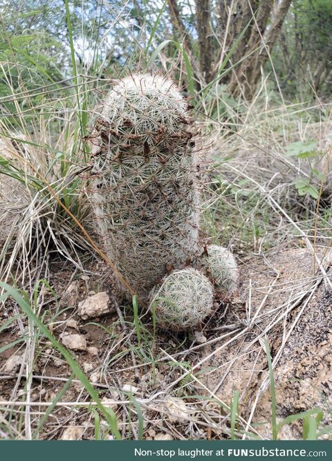 Feeling lonely? Local cactuses available to chat in your area!