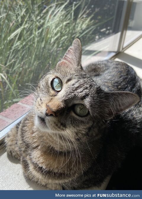 My cat has cosmic eyes