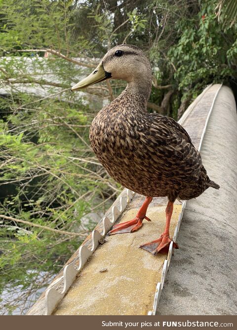 This duck stole and ate half of my overpriced Disney World pretzel