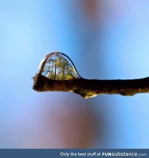 Forest in a drop