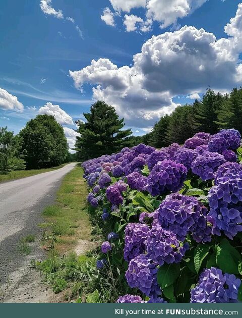 Hydrangeas in full bloom