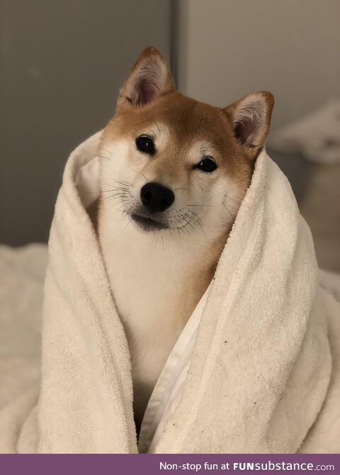 [OC] My shiba about to go to sleep for the night