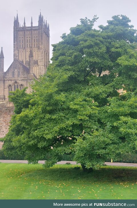 Wells cathedral