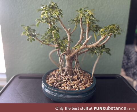 Couldn’t upload on other subs so here is my first Bonsai! Waited almost 30 years