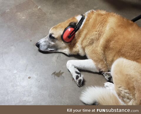 [OC] Sister's dog Sophie, enjoying the 4th