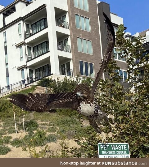 Walked into a red tailed hawk today. Got to see him from 3 feet away