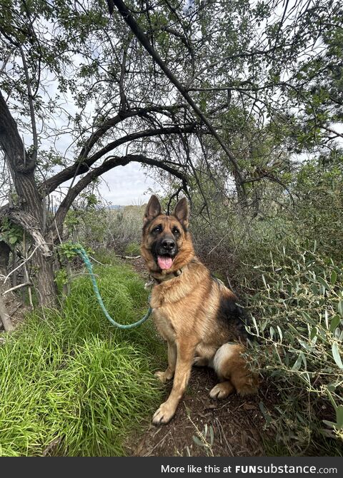 Cute photo of my dog at a park