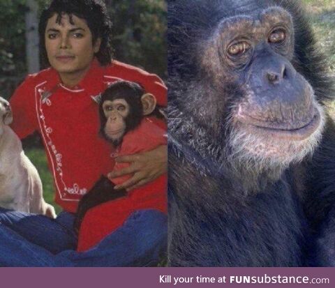 Bubbles, MJ's chimpanzee, celebrated his 40th birthday this past year. MJ adopted it in