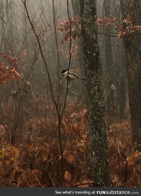 A chickadee in the woods