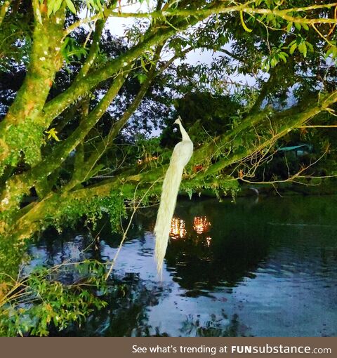 This white peacock though