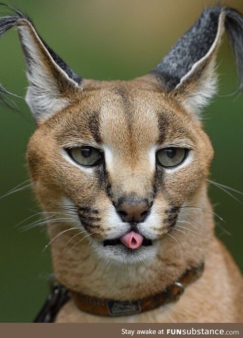 Wild cat rolls tongue