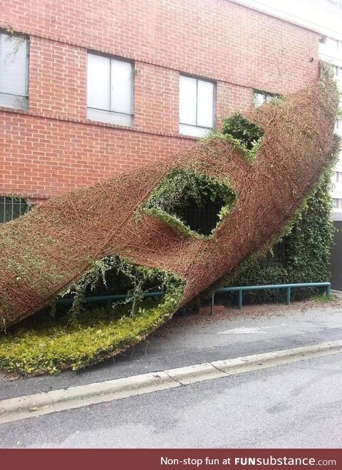 A thick cover of ivy, being pulled off a building