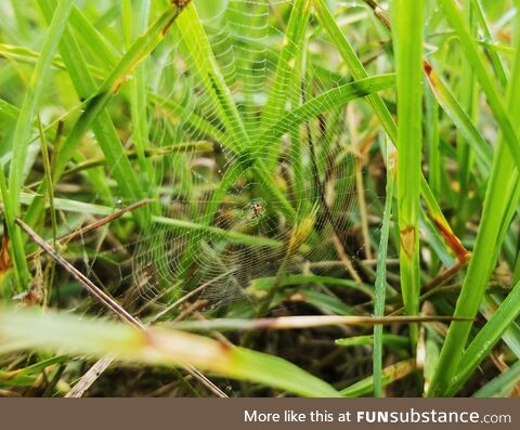 Tiny spider hiding his tiny web in the grass. Watch your step! [OC]