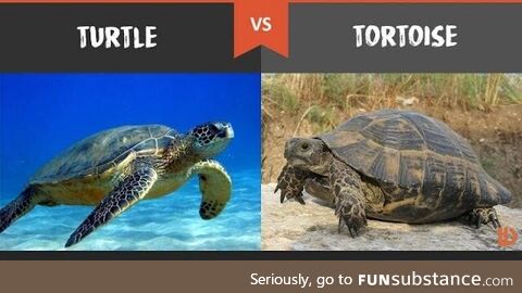 Seeing a surprisingly amount of people getting this wrong in light of racist tortoise