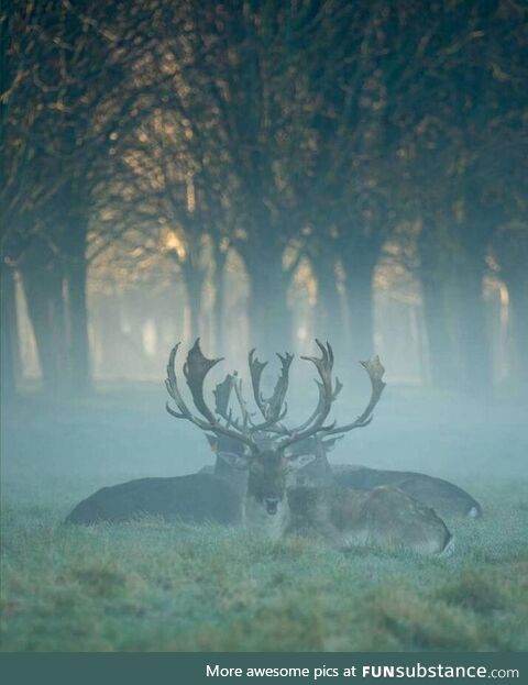 Phoenix park, dublin, ireland. Today