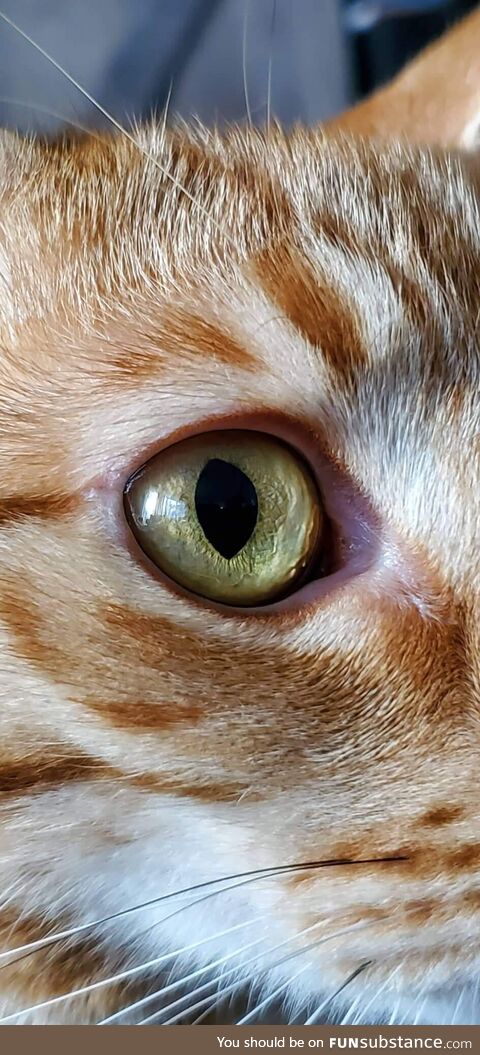 [OC] His eye! My gorgeous kitty