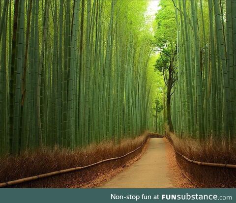 A bamboo forest in Japan