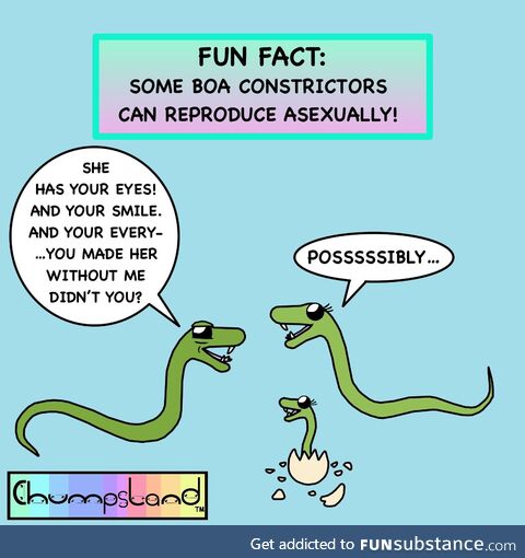 Fun fact about boas [oc]