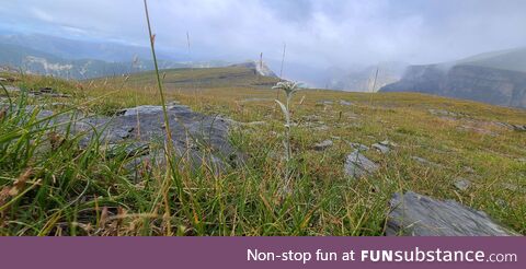 Edelweiss at 3000m, Pyrenees, Huesca