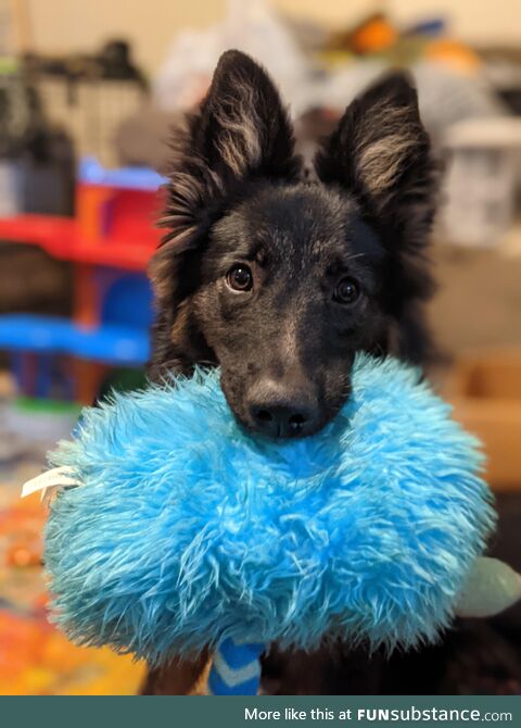 My dog and his Favorite Toy