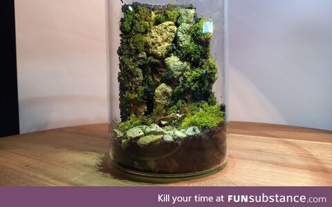 [OC] A picture of the terrarium I made yesterday